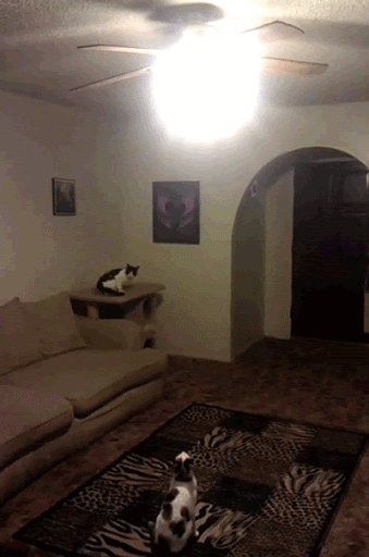 1336a06196d721da9f2d.gif