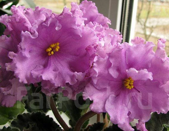 1341398208038_bulletin.webp