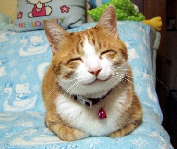 1342861606_koshki_19.jpg