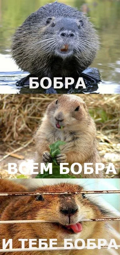13447794118789.webp
