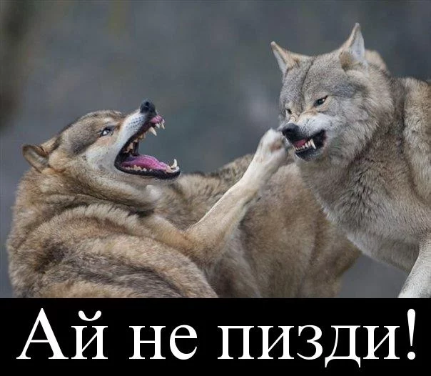 1350071528_8k4d9x4hb5jk.webp