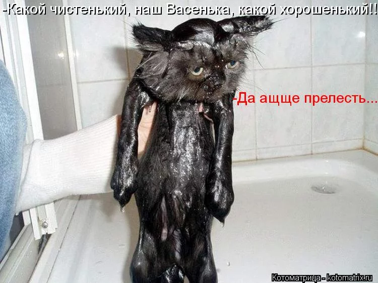 1350159834_kotomatricy-33.webp