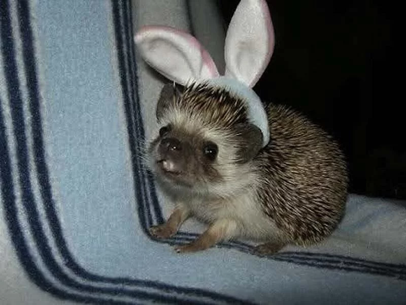 1352046756_hedgehog_17.webp