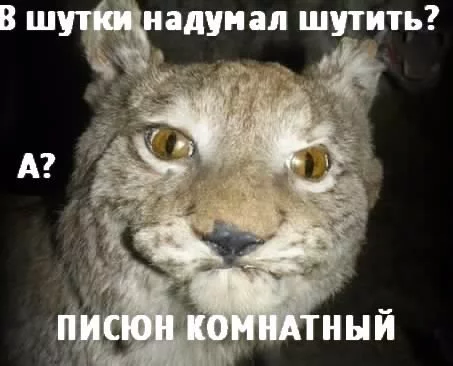 13536412497817.webp