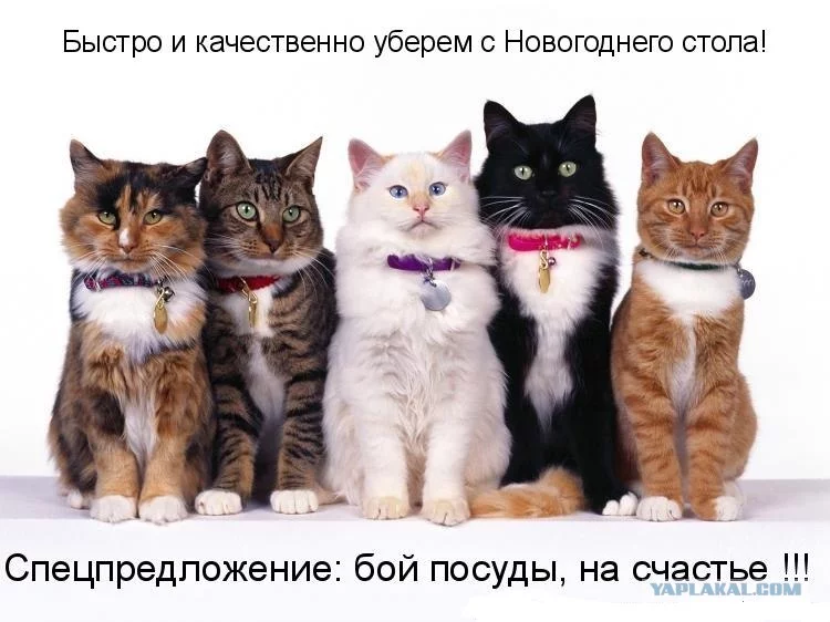 1354226.webp