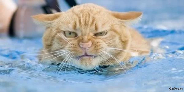 1362923840_352484332.webp