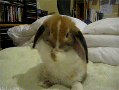 1368282630_youloveit_ru_kroliki_gifki01.gif
