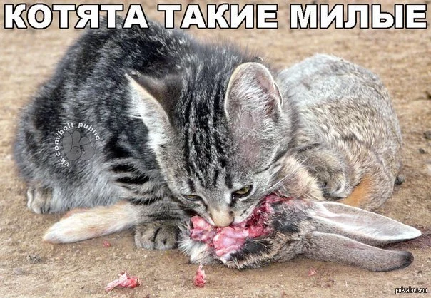 1369003564_925895763.webp