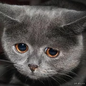1370849703_706803677.webp