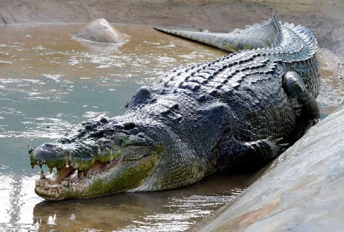 1371717718_crocodile_02.webp