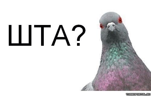 1376569029_shta.jpg