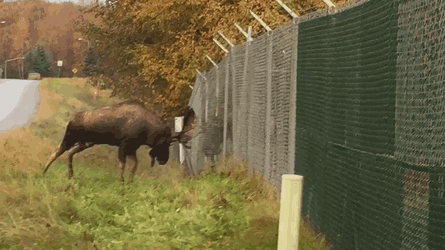 137eace9797a34b5710.gif