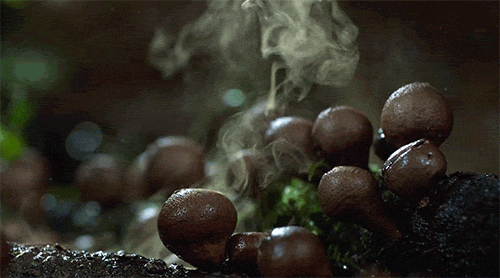 1381981733_675459592.gif
