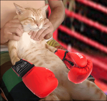 1382727496_1291757700.gif