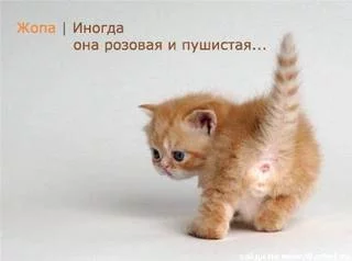 13856955_zhopa_inogda_rozovaya.webp