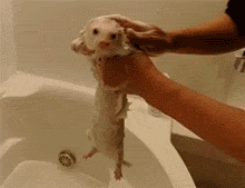 1388592420_308102146.gif