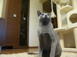 138a5623ad3e0255ab773e9f53049c01.gif