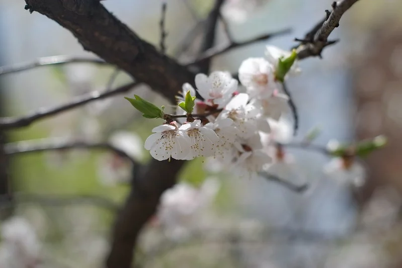 13929342012_c04b9c7677_c.webp
