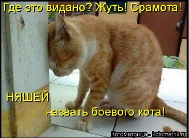 1392966676_1392800486_kotomatritsa_r_resize.webp