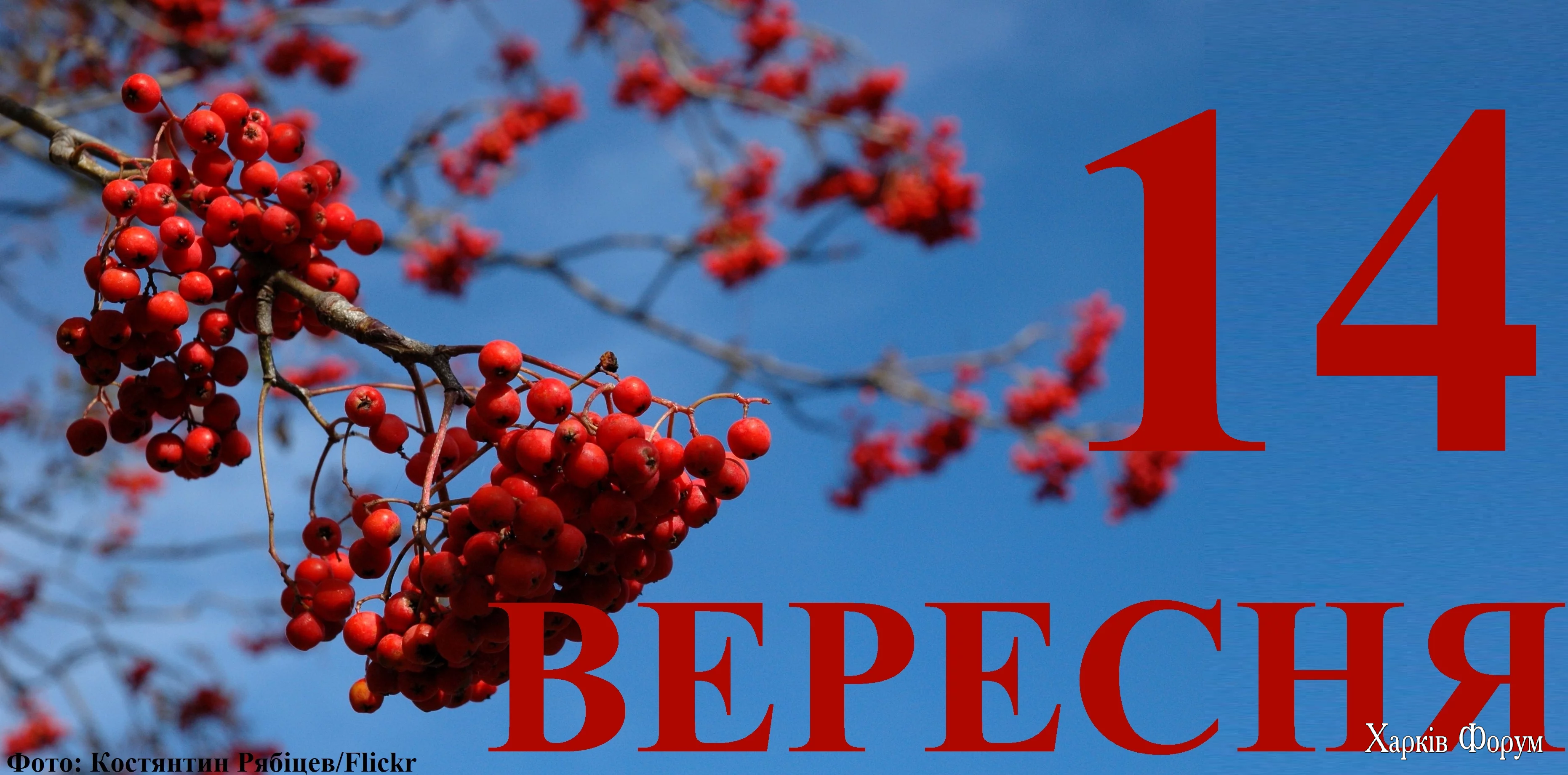 14-VERESNYA.webp