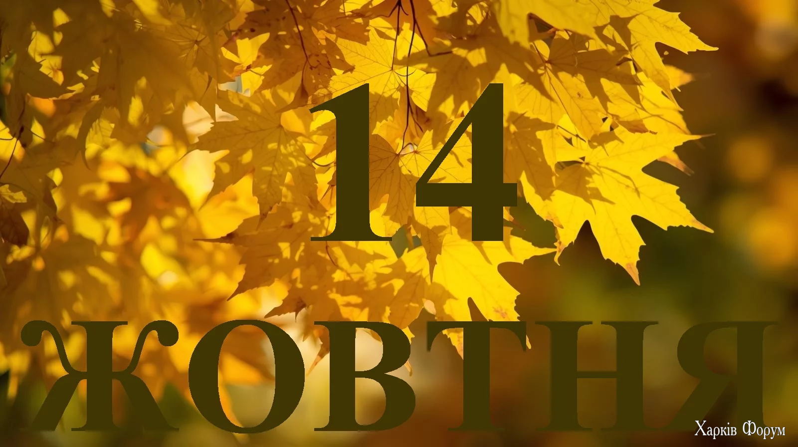 14-ZHOVTNYA.webp