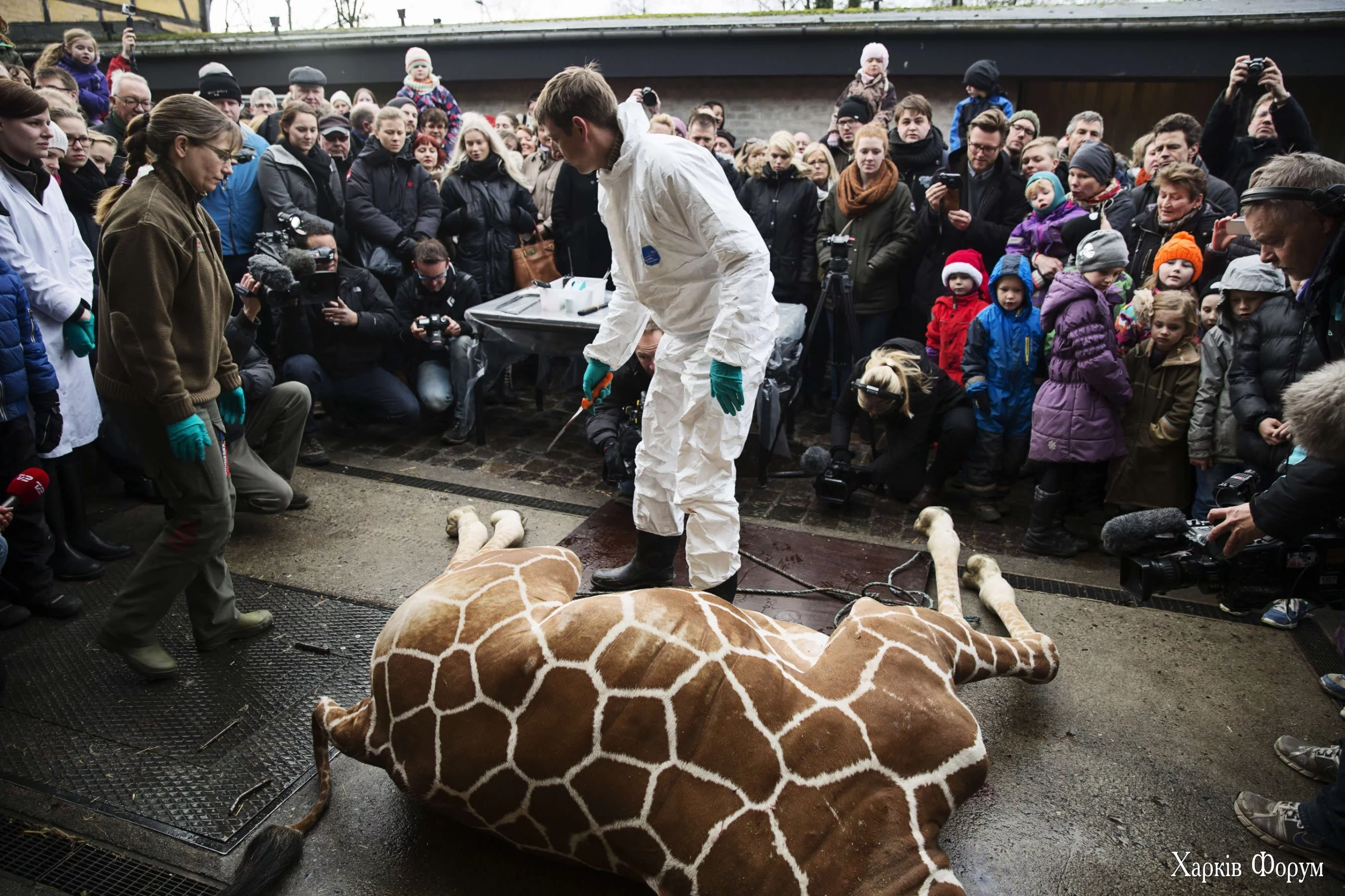 140209153857-giraffe-marius-shot.jpg