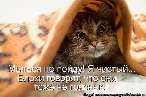 140460391979376848.webp