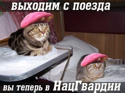 1406630499_blogozhaba05.webp