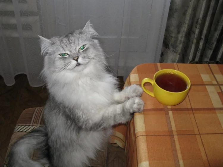 140874-9a4a8-58530463-m750x740-u6b042.webp