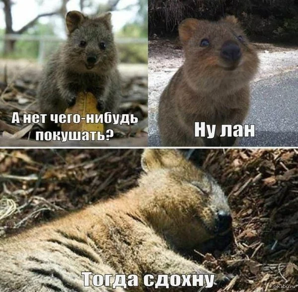 1412892515_1133600987.webp