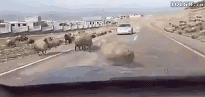 1422647233_361913141.gif