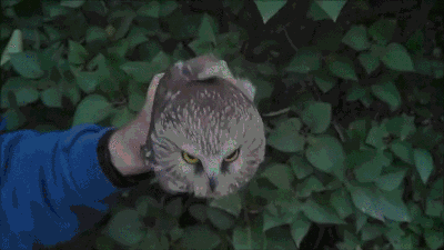 1424111731_2011604603.gif