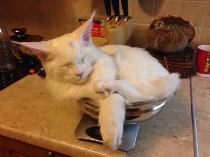 1427345202_sleepingcats08.jpg