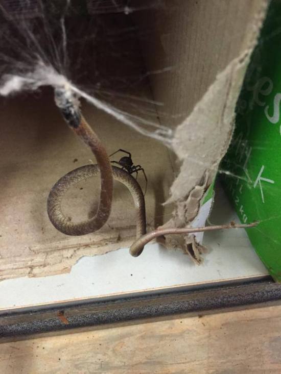 1427398169_snake_caught_by_spider_01.jpg