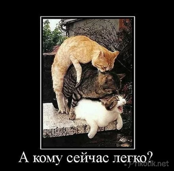14281461992249.webp