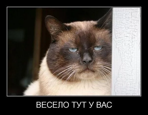 1428423470511.webp