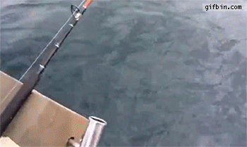 1428758427_shark_steals_fishermans_fish.gif