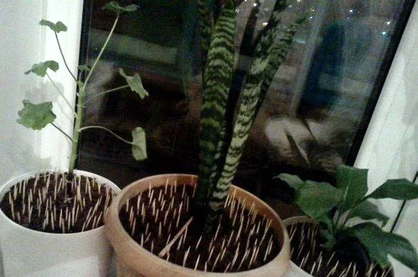 1433796_original.webp