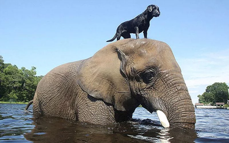 1438245771_unusual-animal-friendship-3-1.webp