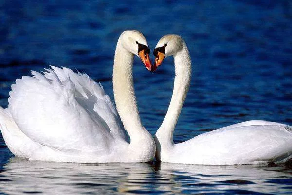 1439.webp