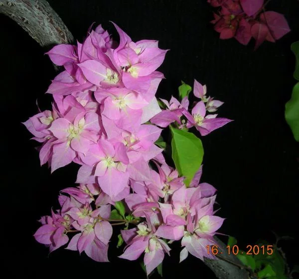 1444984710644825.webp