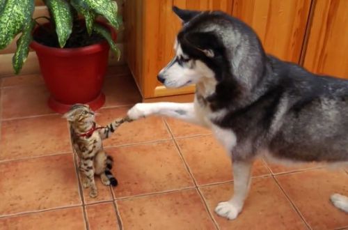 1451982572_husky_Haski_znakomitsya_s_koshkoi.jpg