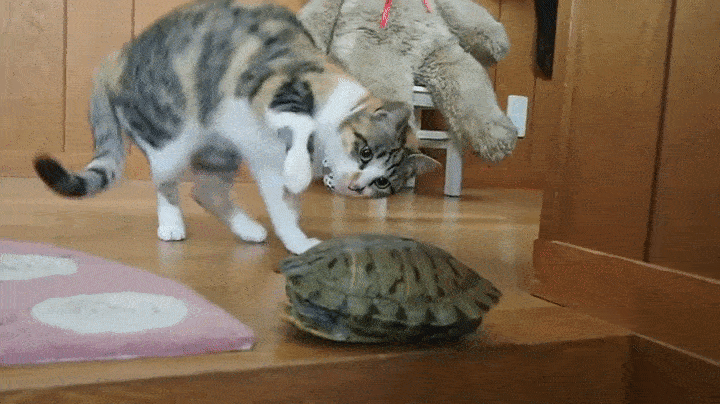 1456221547147679732.gif