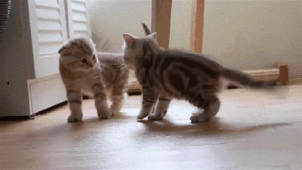 1458288313165464460.gif