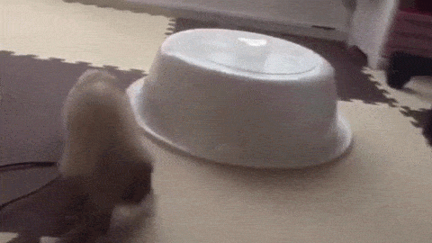 1458672242143366068.gif