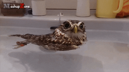 145a2a1fa2edf80efe40c56.gif