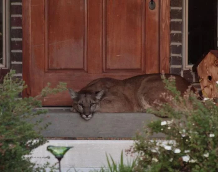 1464240090_cougar_on_the_doorstep_01.webp