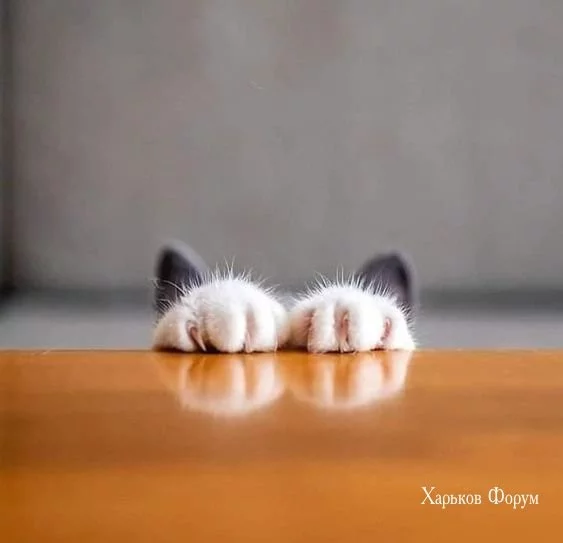 1465c38c3e47edd0.webp