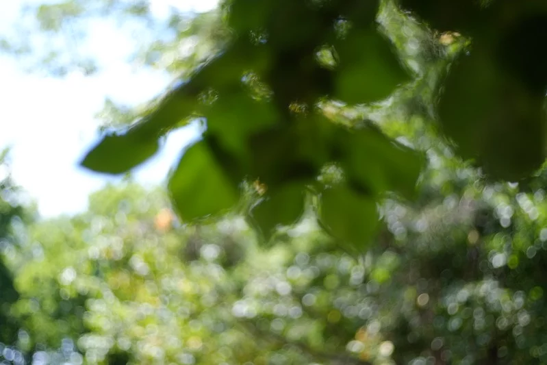 14699089705_35a82fd204_c.webp