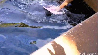 1470717246138845040.gif